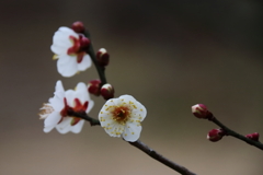 花散歩白梅４