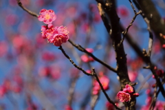 紅梅２