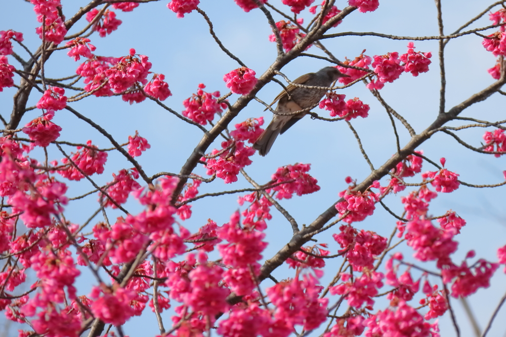確信犯ヒヨドリ