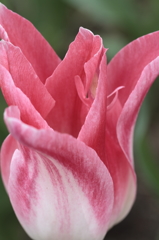 チューリップ2016　14