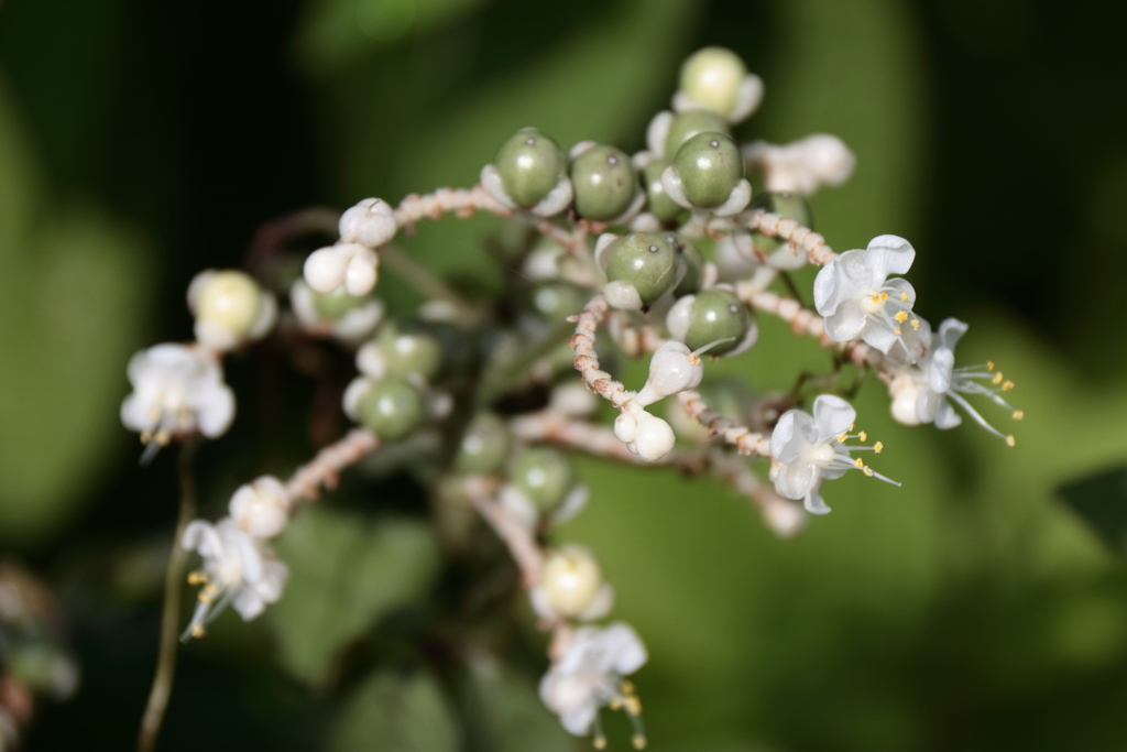 ヤブミョウガの実り