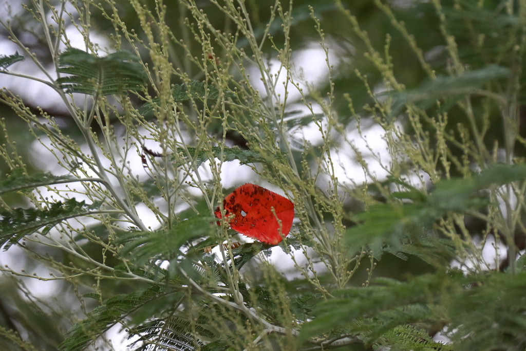 花散歩アカシヤに包まれて