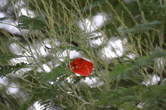 花散歩アカシヤに包まれて