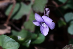 いつの間に？１