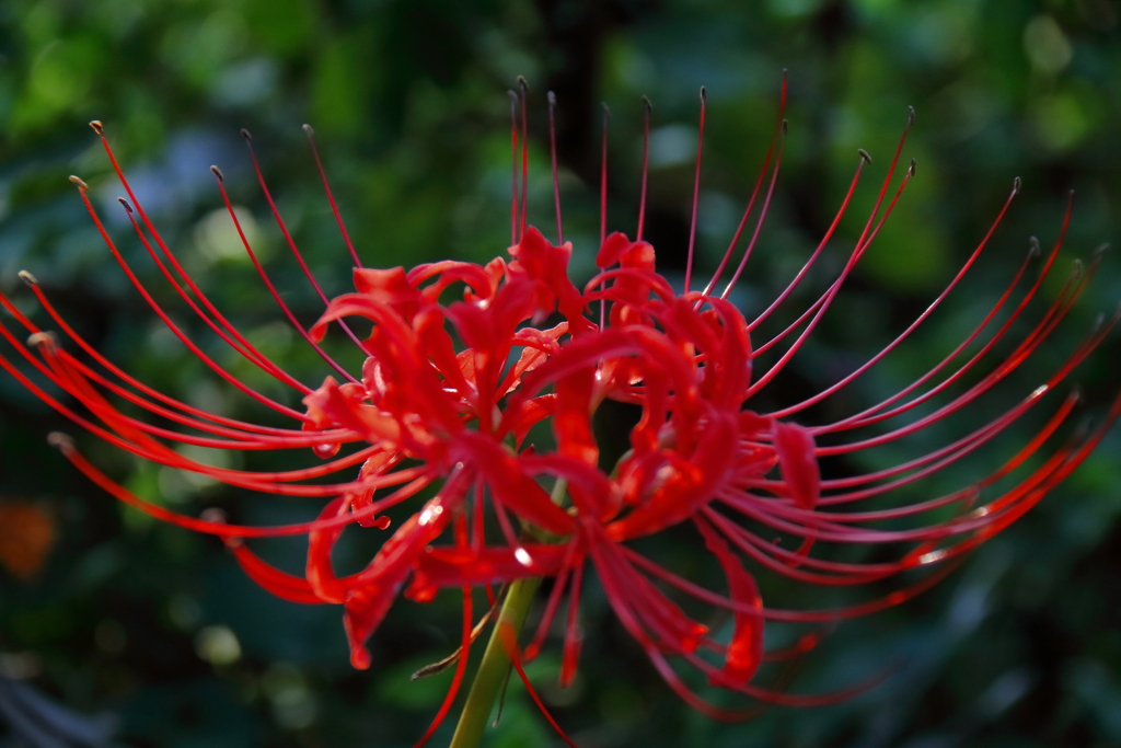 花散歩彼岸花赤５