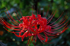 花散歩彼岸花赤５