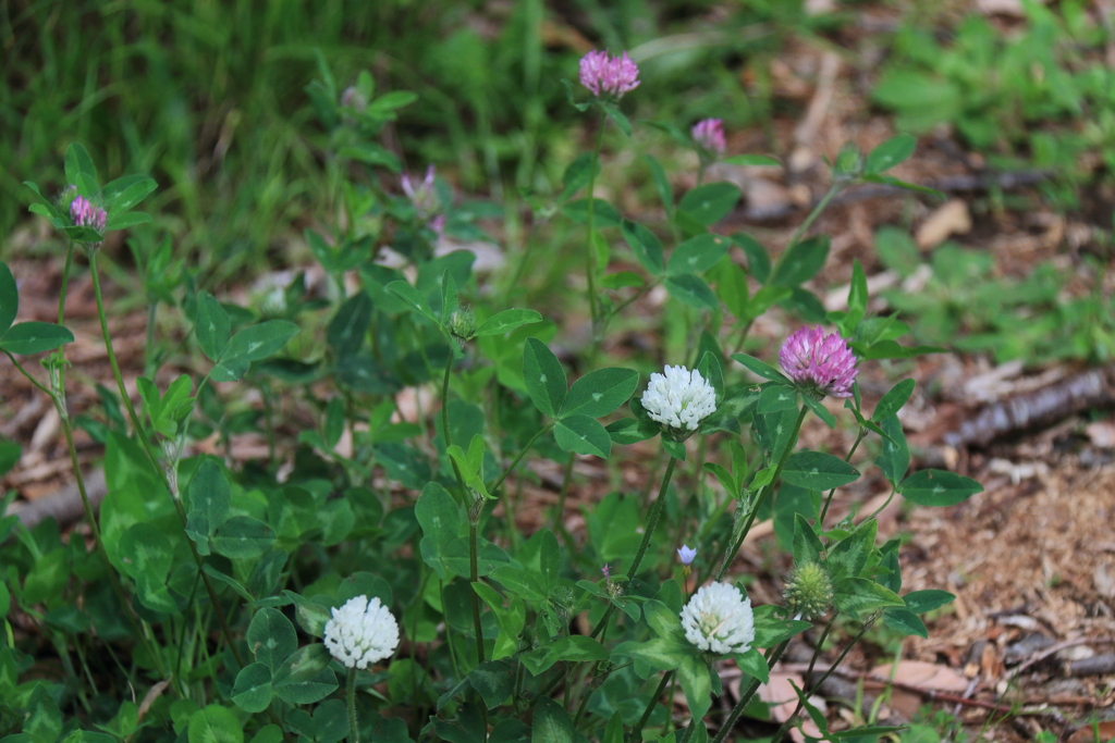 ツメクサコンビ