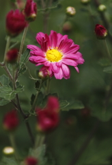 花の歳時記　菊２