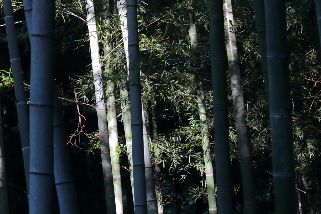 竹林に陽射す１