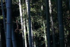 竹林に陽射す１