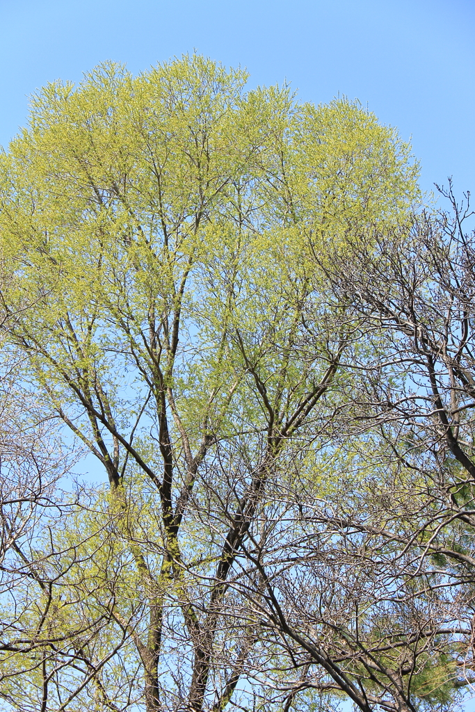 大樹芽吹く