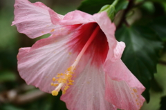 華やかに
