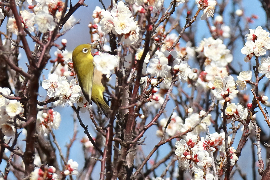 ウメジロウ元気２