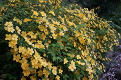 花散歩山吹１