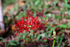 花散歩彼岸花２