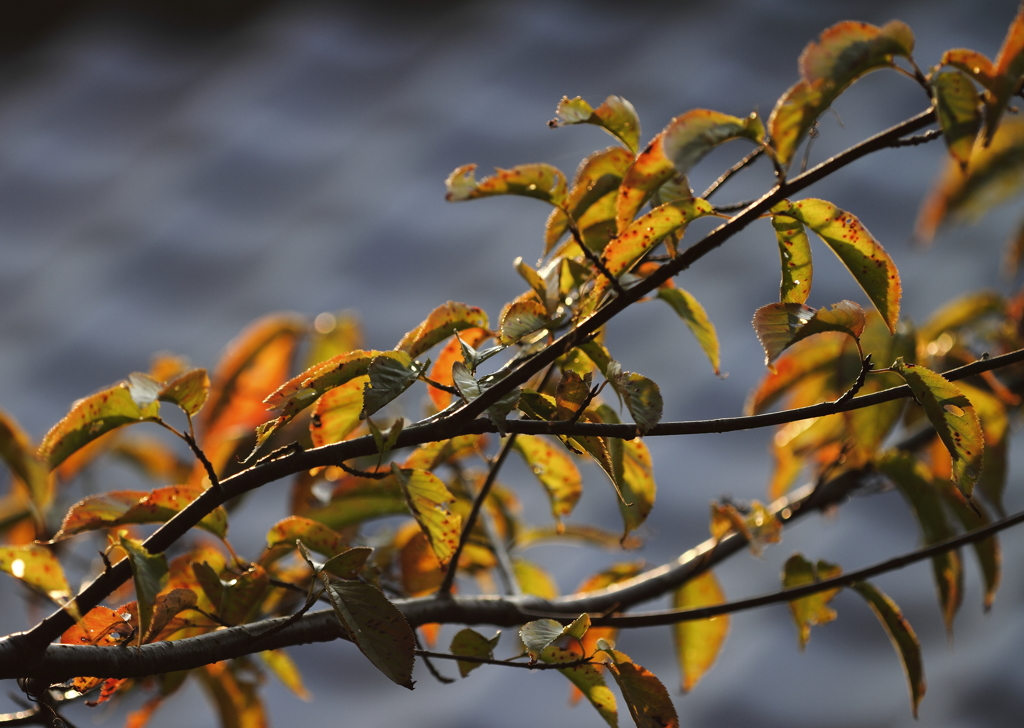 散歩道の秋　桜