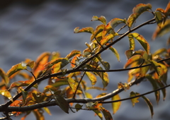 散歩道の秋　桜