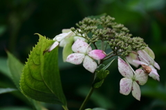 薄紅色