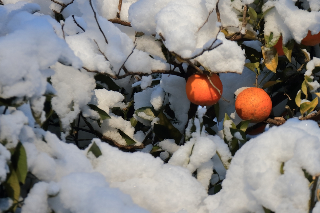 雪蜜柑