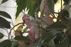 横浜山手西洋館のクリスマス22