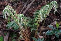 散歩道の野草達7