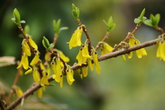 レンギョウ咲く