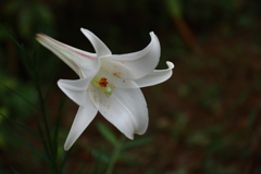 タカサゴユリ？