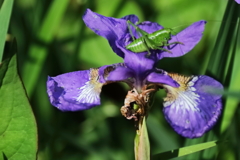 花散歩あやめ３