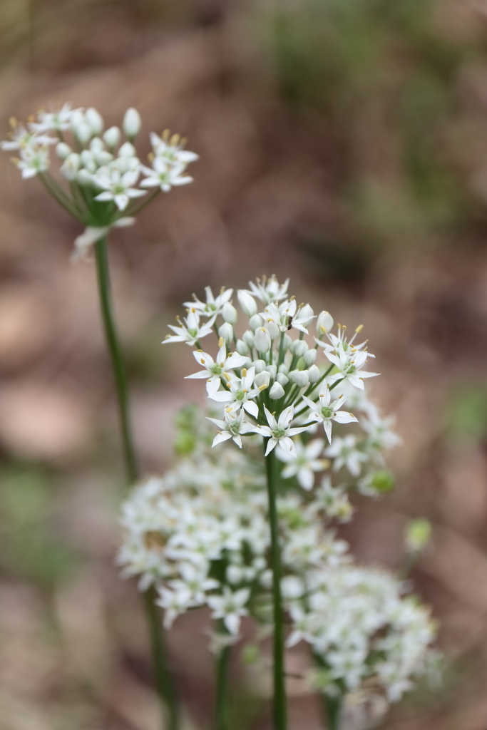 ニラの花満開