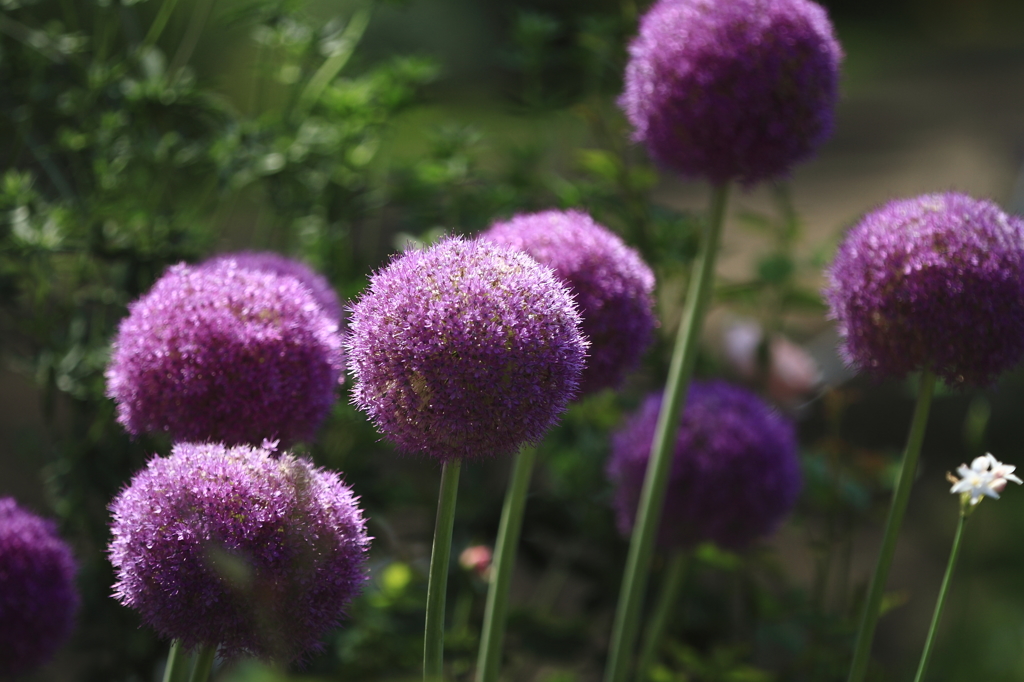 アリウムの咲く花壇