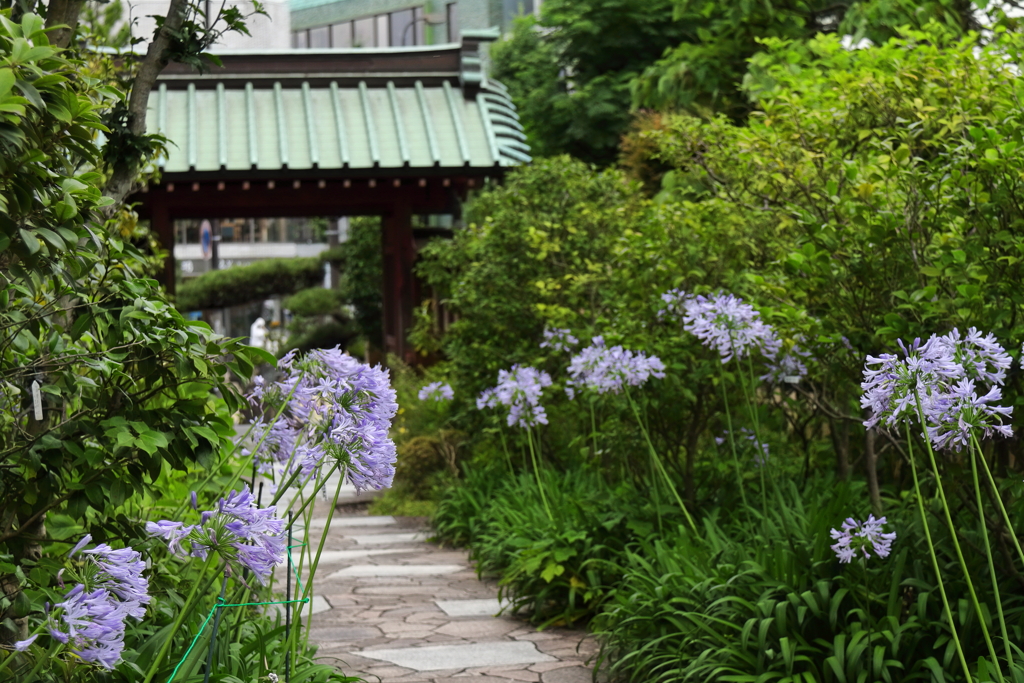 花参道