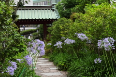 花参道
