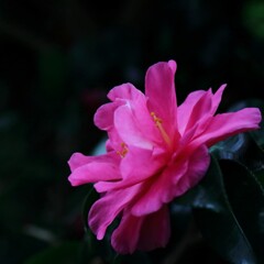 花散歩山茶花1