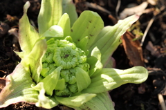 陽春に目覚める