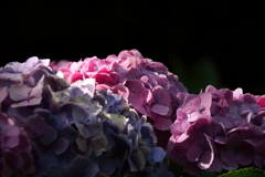 花散歩光と陰５