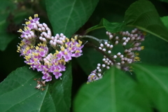 花散歩ヤブムラサキ３