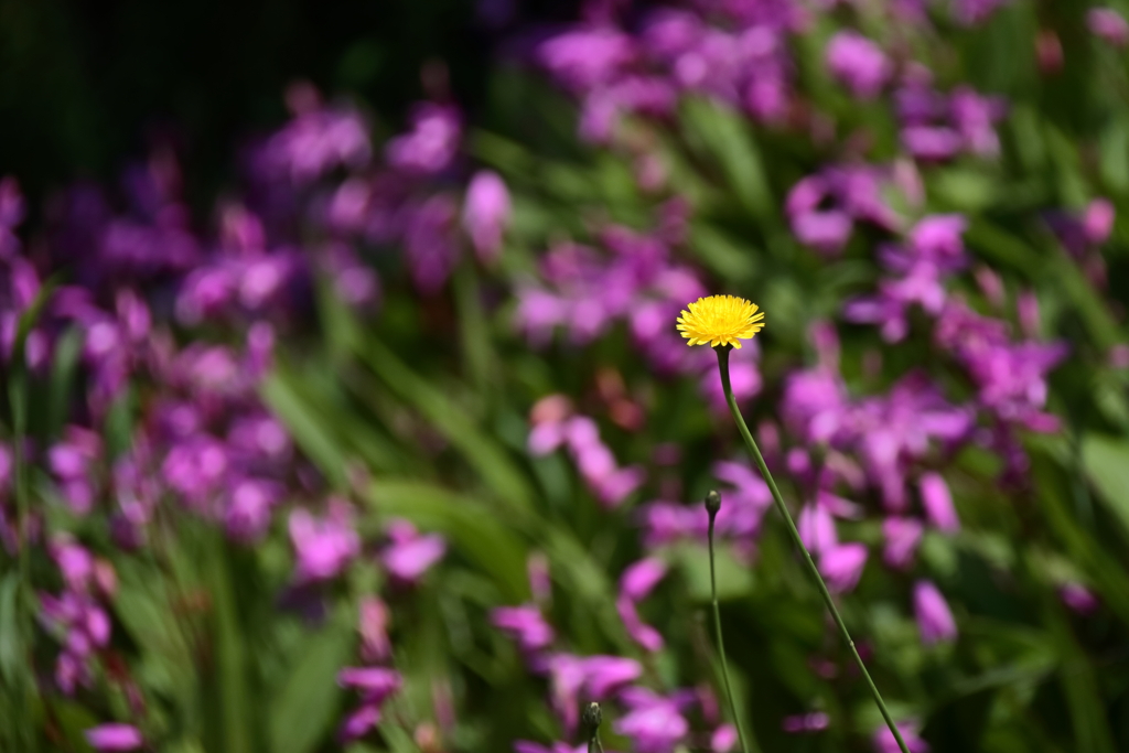 花散歩紫蘭とブタナ