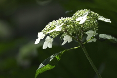 紫陽花百景11