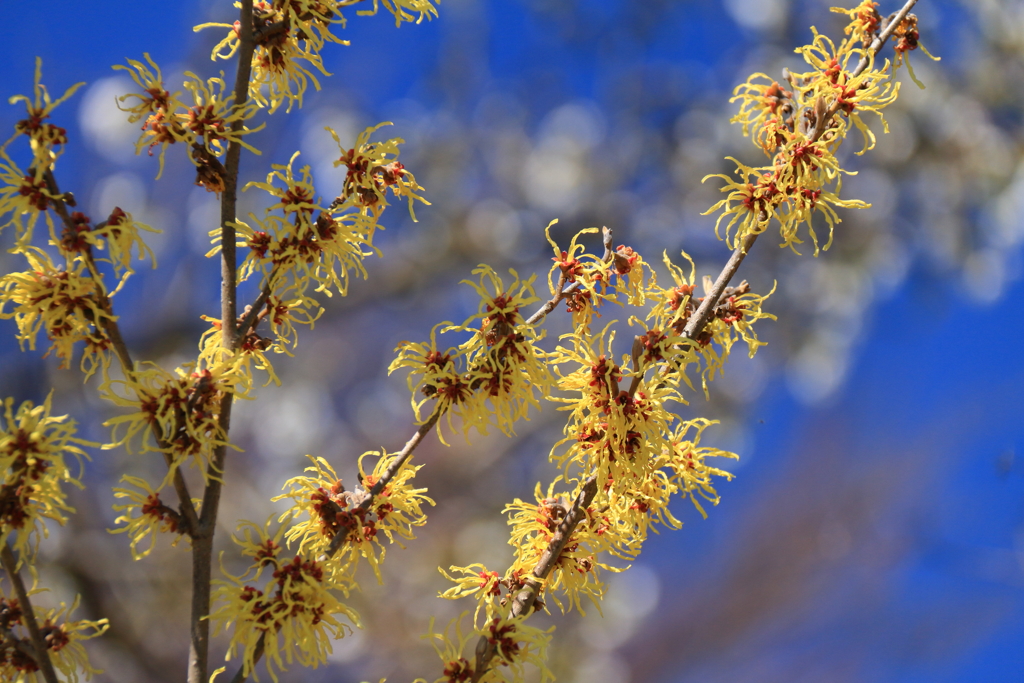 植物園から「マンサク」４