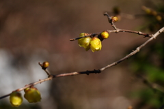 蠟梅香るころ２