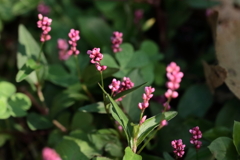 里山の植物イヌタデ