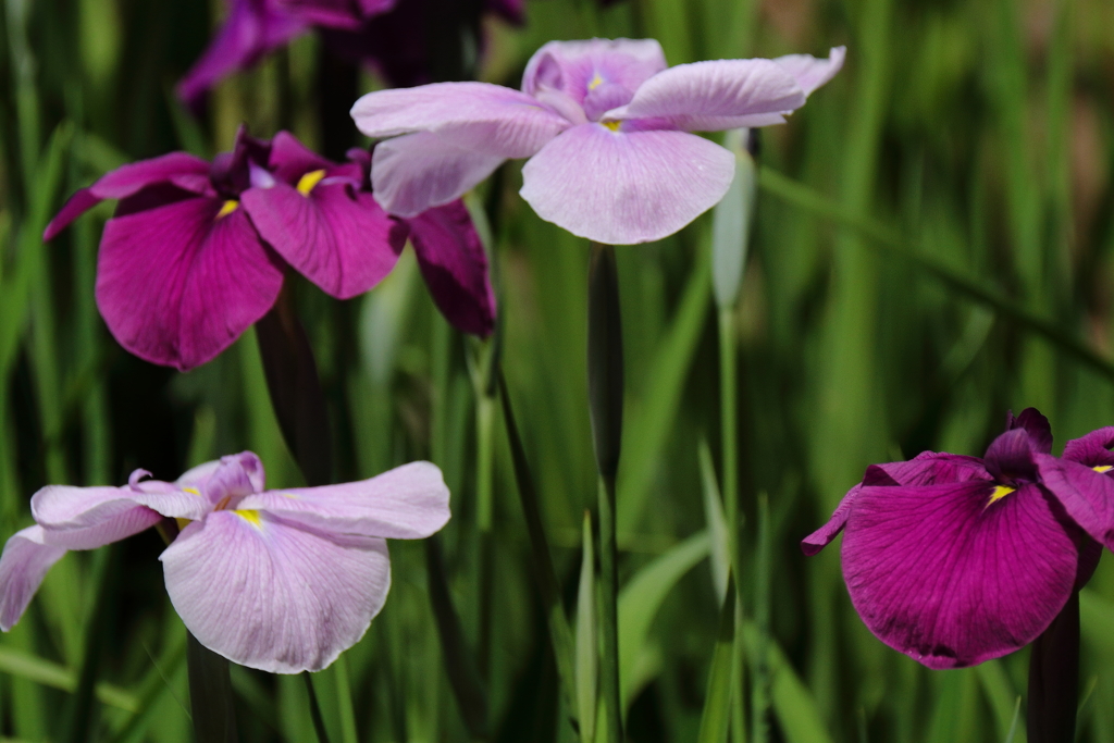 花菖蒲２