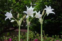 花散歩インドハマユウ３