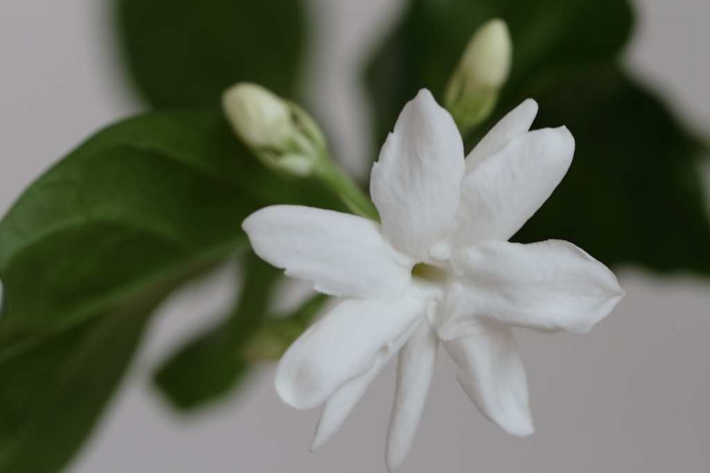 やっと咲いた２