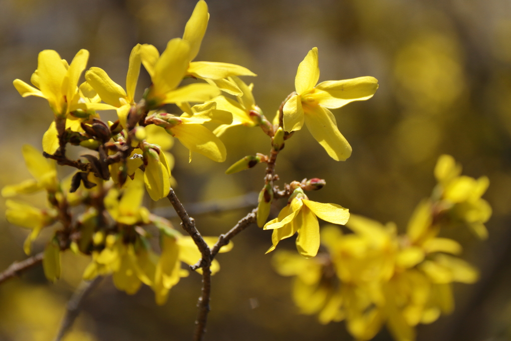 植物園から「レンギョウ」２