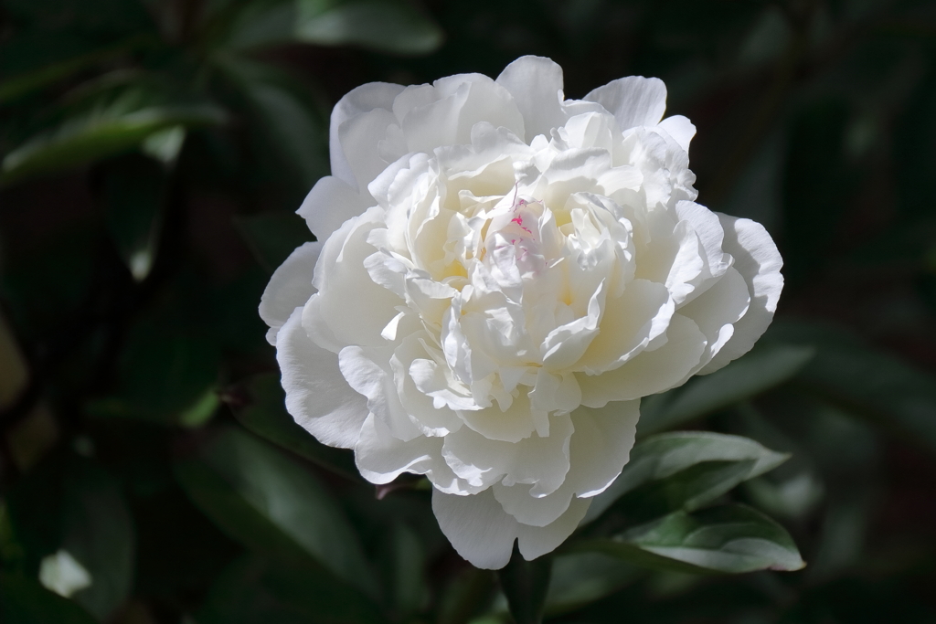 牡丹の次は芍薬２