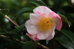 山茶花の季節２
