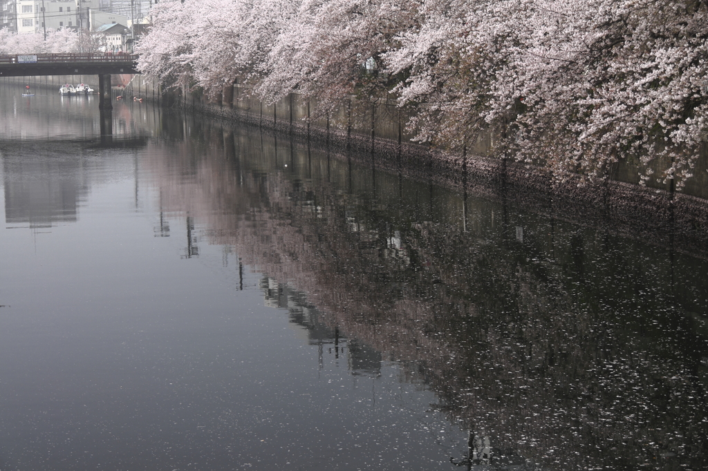 桜最終章１