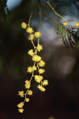 花散歩ミモザ2
