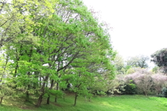 新緑へ２